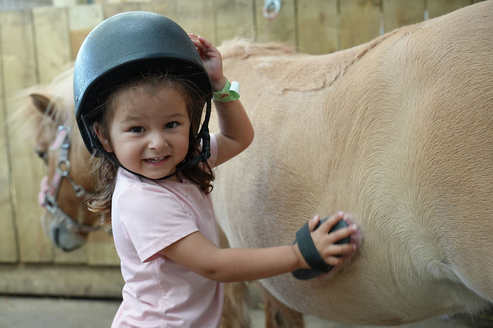 Young girl in a helmet grooming a light brown pony