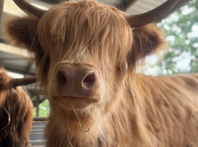 Close-up of a shaggy Highland cow with long horns.
