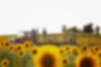 Sunflower Festival