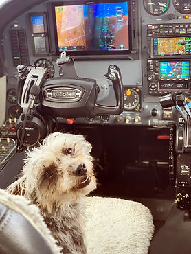 doginseat.jpg