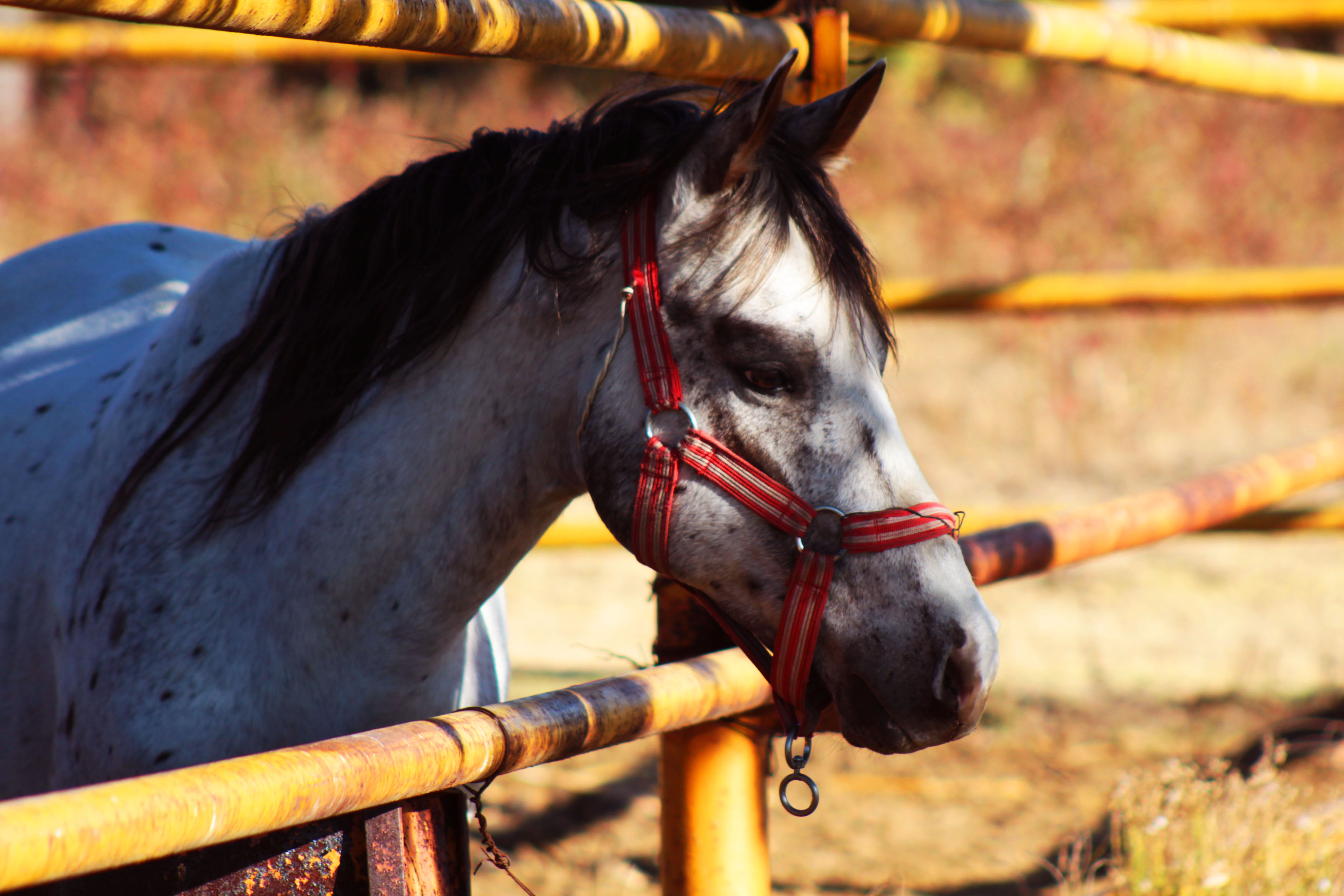 RUTAS A CABALLO