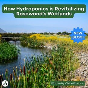 How Hydroponics is Revitalizing Rosewood's Wetlands