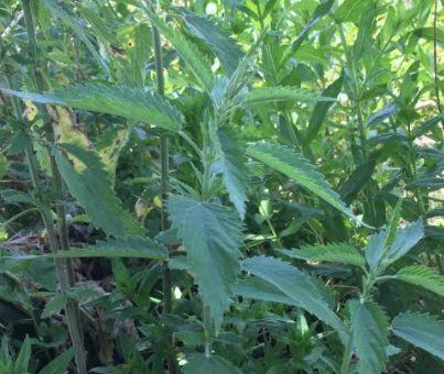 4 Harmful Plants to Avoid on the Trails