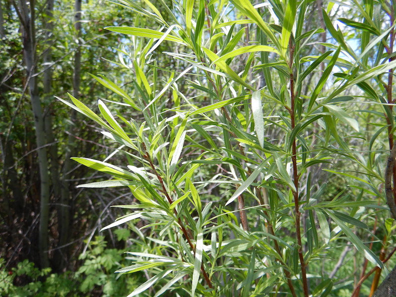 Narrowleaf Willow