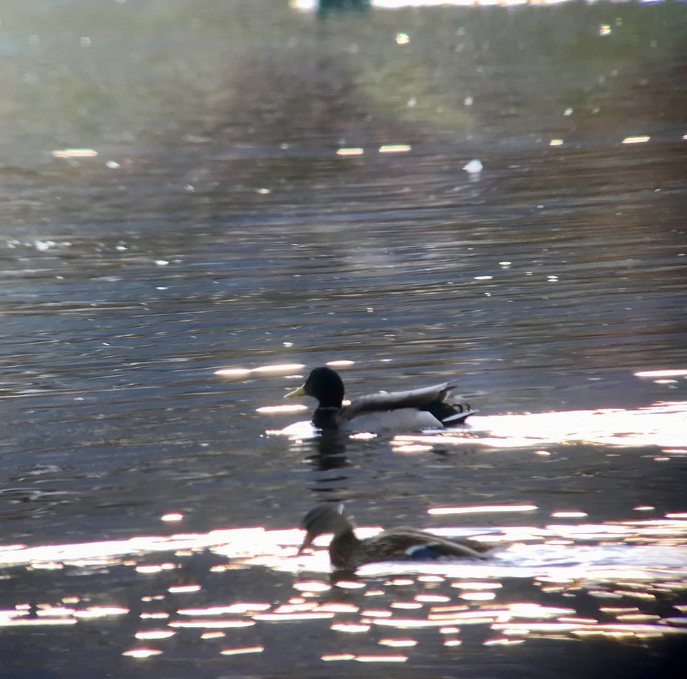 Male and Female Mallard Ducks