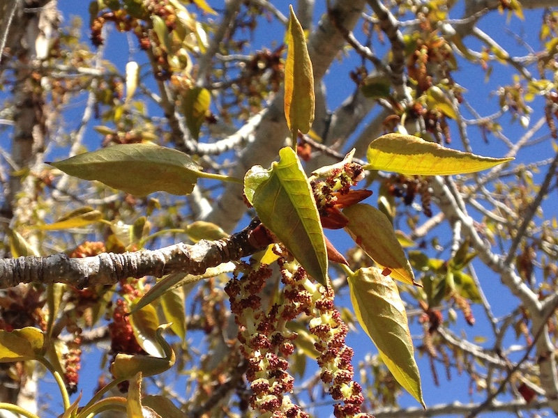 Black Cottonwood
