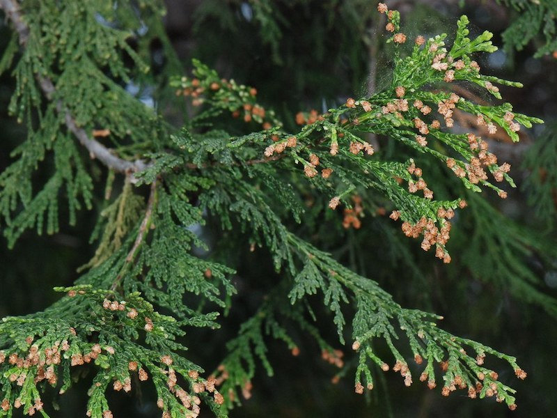 Incense Cedar