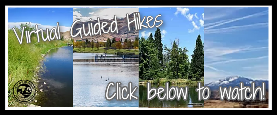 Virtual Hikes Banner (2).png
