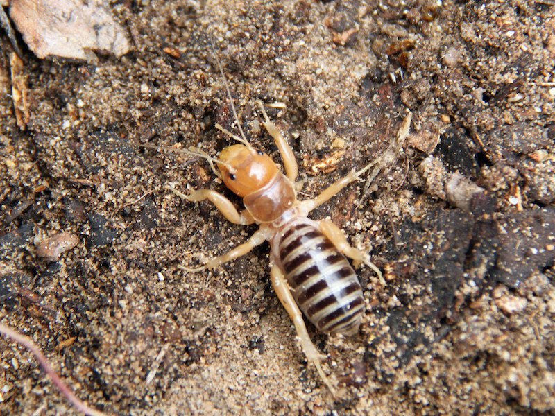 Jerusalem Cricket