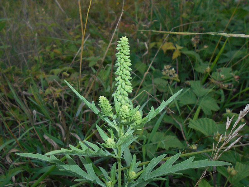 Western Ragweed