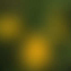 The Wondrous World of Weeds: In Defense of Dandelions