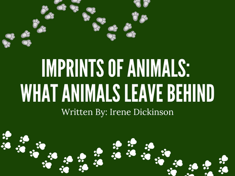 Imprints of Animals: What Animals Leave Behind