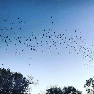 Going Batty: Nevada's Flying Friends