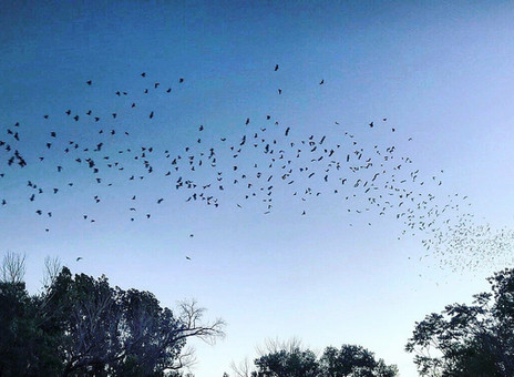 Going Batty: Nevada's Flying Friends