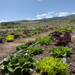 Sunshine, Salad, and a Sense of Place