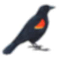 8e165b535475ce343b1dd530a1ac9dd9.png