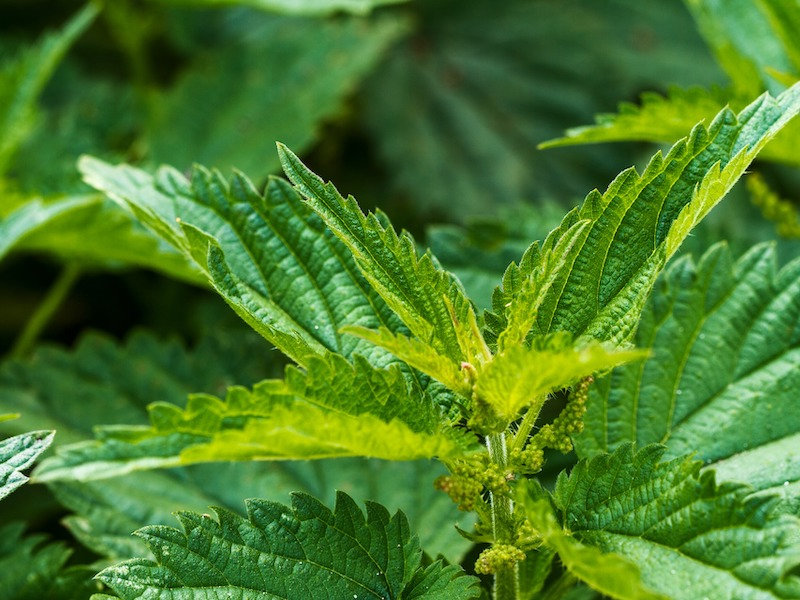 Stinging Nettle