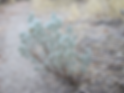 Sagebrush