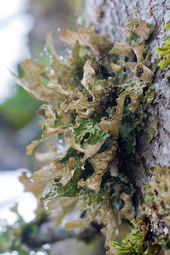 "Lungwort!" by Ken-ichi is licensed under CC BY-NC 2.0 Lungwort, a foliose (leaf-like) lichen