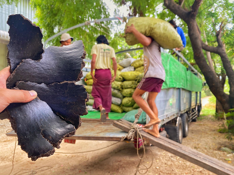 Thumbnail: နှမ်းဖတ်