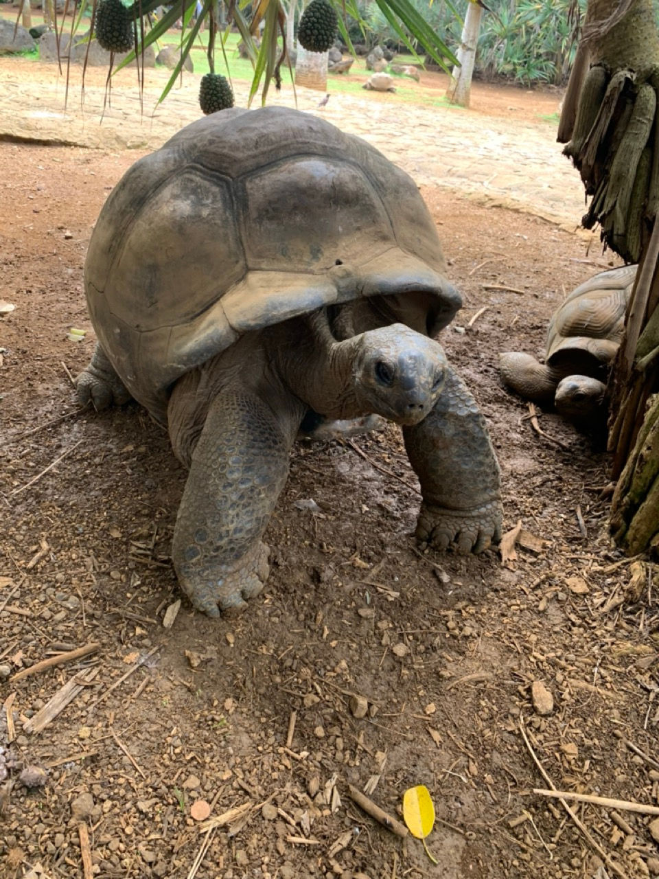 Żółw w ogrodzie Vanilla Park na Mauritius
