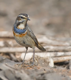 Bluethroat