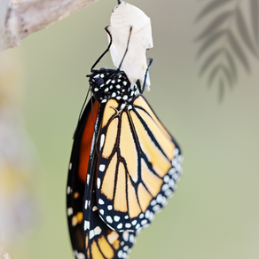 Butterfly emerging from a cocoon symbolizing transformation, growth, and normalizing change in organizations.