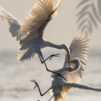 Embracing Conflict