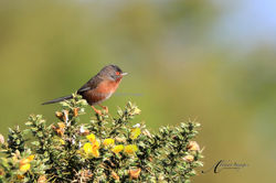 Dartford Warbler 3