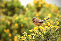 Dartford warbler 2 copyrighted