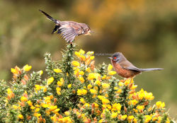 Dartford Warbler 4