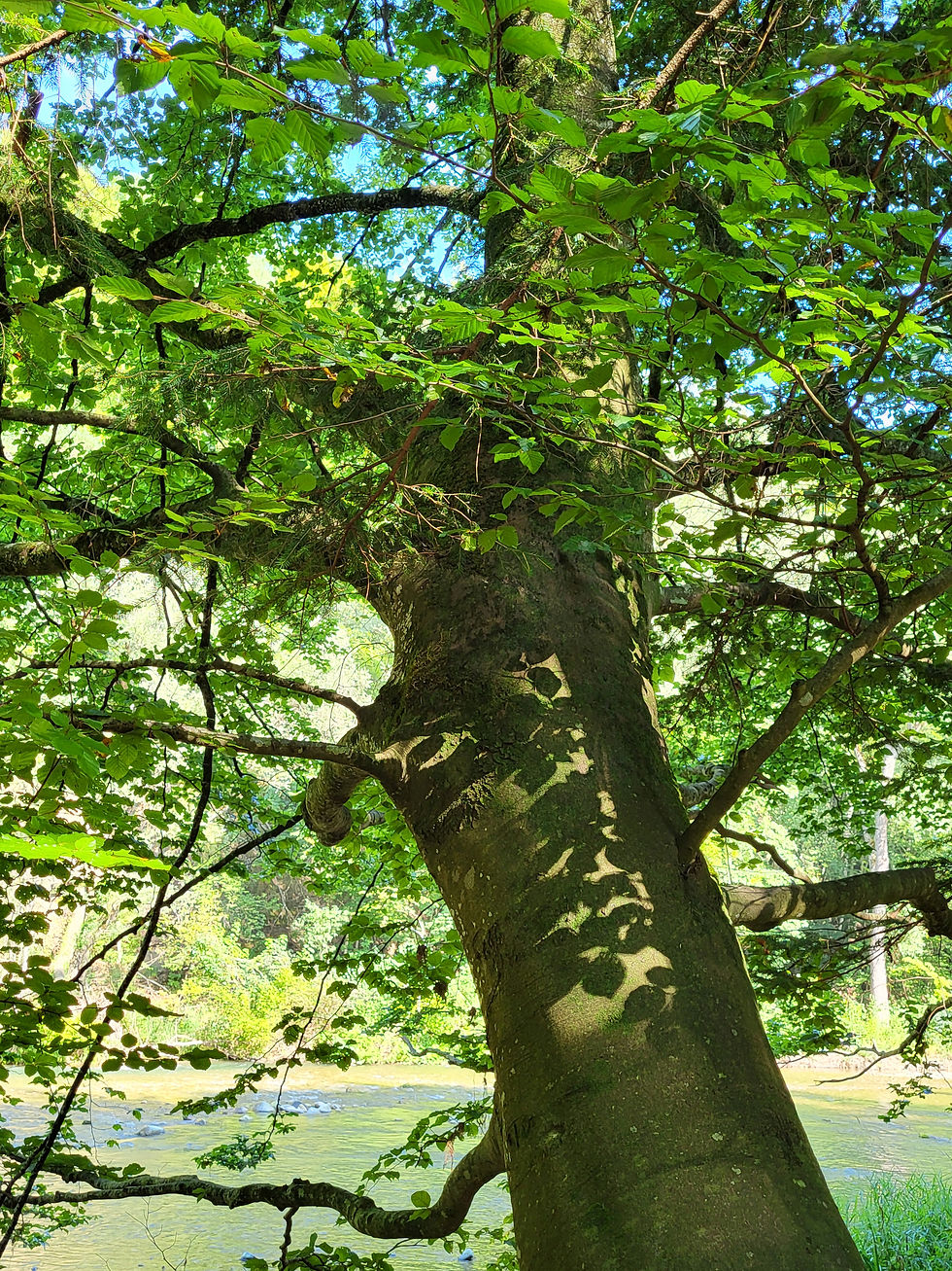 BAIN DE FORET & KUNDALINI YOGA en groupe