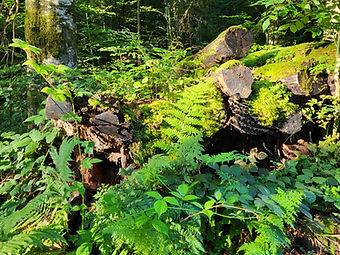 Forêt