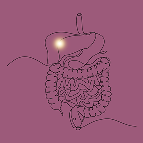 Digestive Metabolic Rewire.png