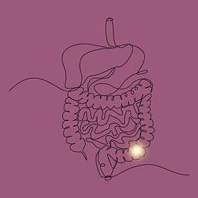 Digestive Metabolic Release.png