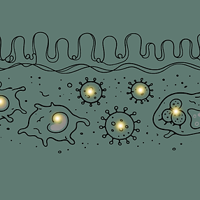 Microbiome Immune System