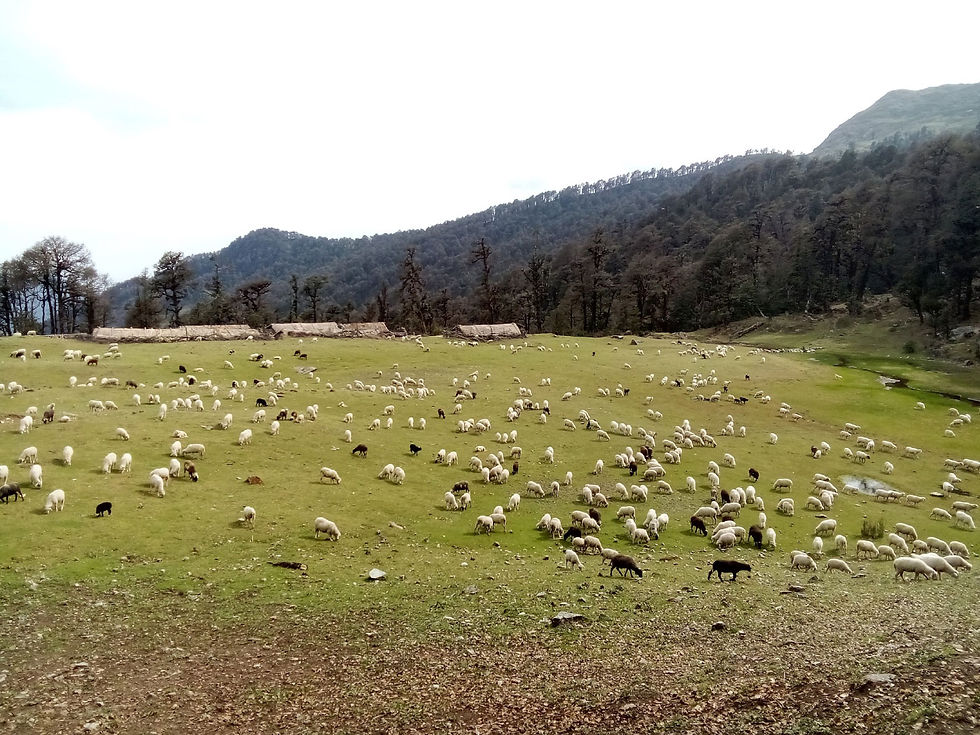 Herd of 500 sheep grazing enroute to Pinswari from Kalaipir Pass