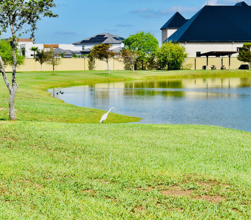 Image of a small pond an a white stork bird searching for a small fish for it's lunch.