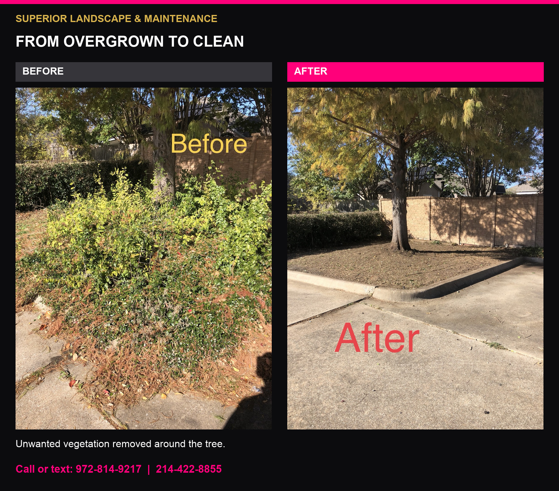 Church tree bed before and after unwanted vegetation removal