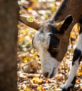 Marions Ziegen (c) RMSW GmbH_Nikola Mila