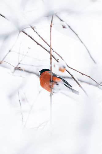En domherre sittandes på en gren inbäddat med snö