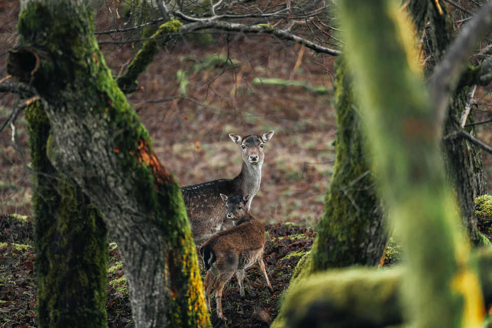 Två dovhjortar tittar fram bakom mossiga träd