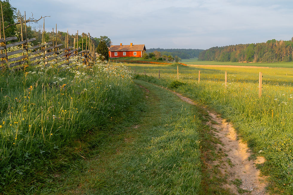 Ett rött hus inramat av gärdsgård och ett gult fält