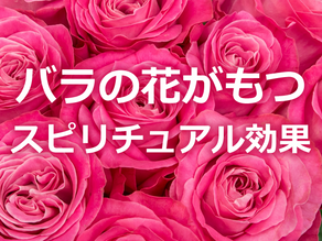 バラがもたらすスピリチュアル効果とは?