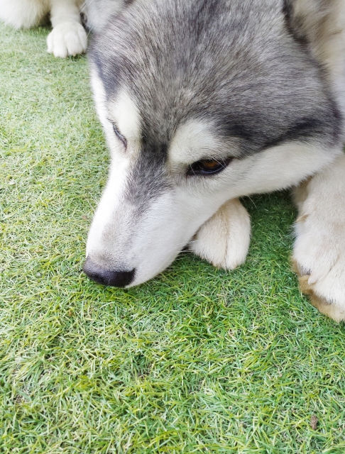 犬が目を合わせない