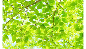 ホームページを公開いたしました