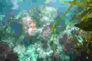 A starfish underwater surrounded by sea plants
