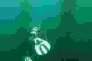 A scuba diver swims away into kelp
