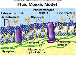 MEMBRANE2