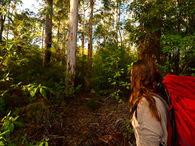 Karri forest walking trail in the Southern Forests